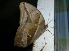 Eryphanis automedon