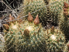 Coryphantha erecta