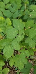 Candicantes