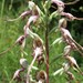 Balkan Lizard Orchid - Photo (c) sanca13, some rights reserved (CC BY-NC)