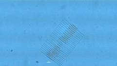 Fragilaria