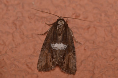 Bryolymnia semifascia