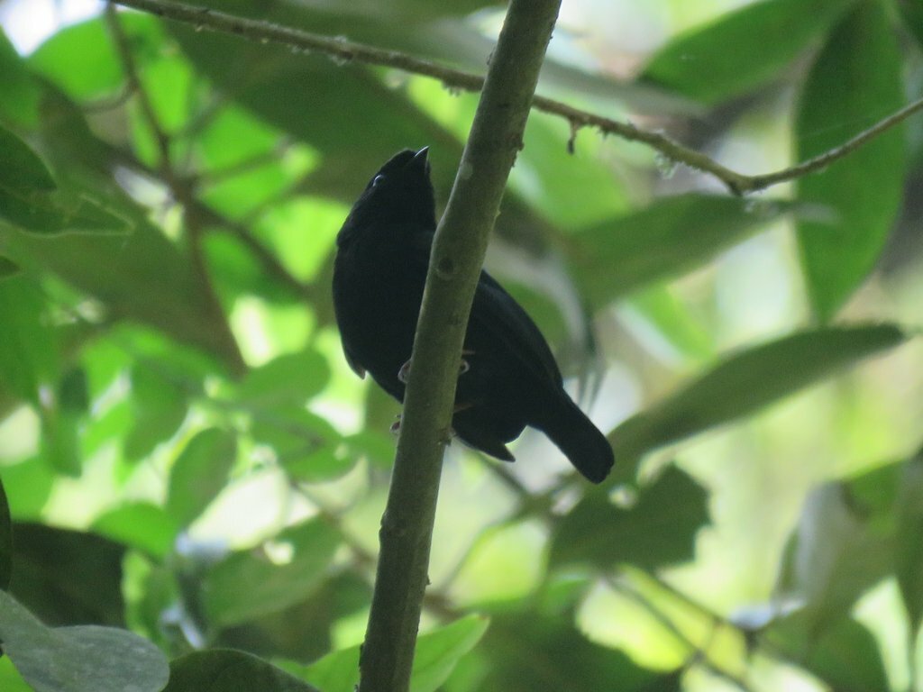 Yungas Manakin (Chiroxiphia boliviana), photo 4