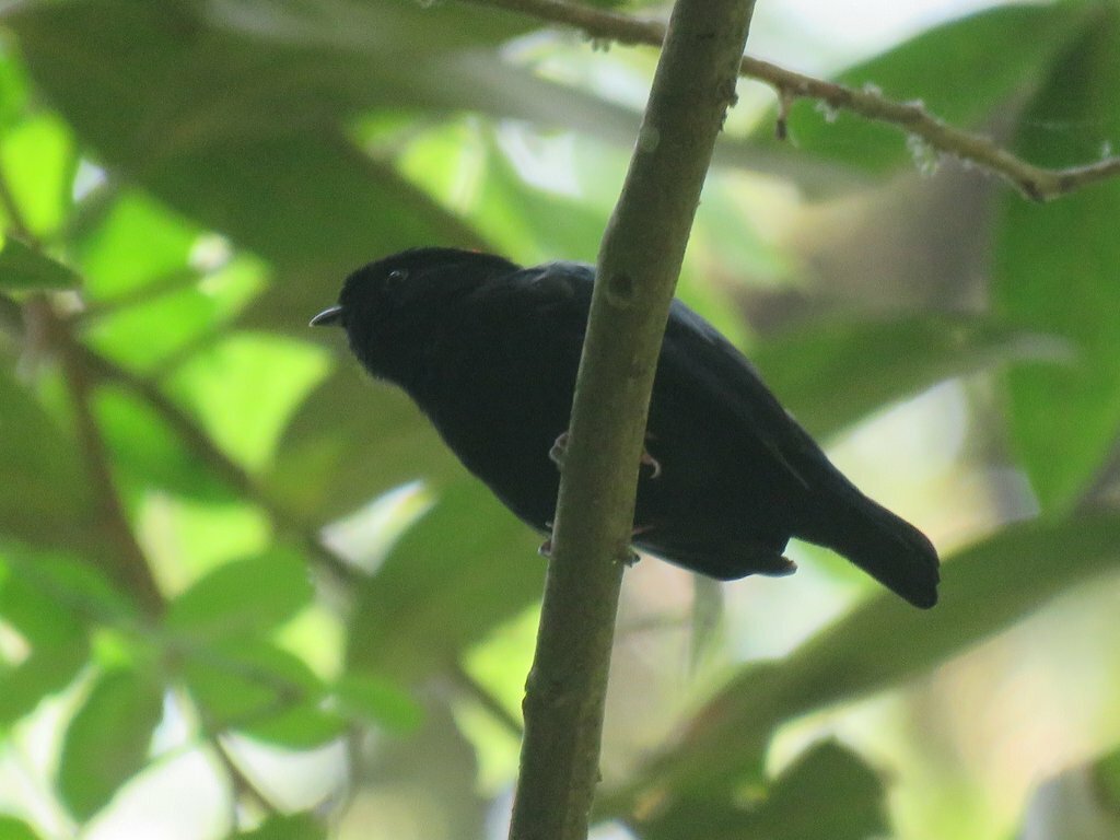 Yungas Manakin (Chiroxiphia boliviana), photo 5