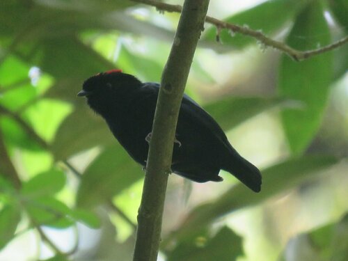 Yungas Manakin (Chiroxiphia boliviana), photo 6