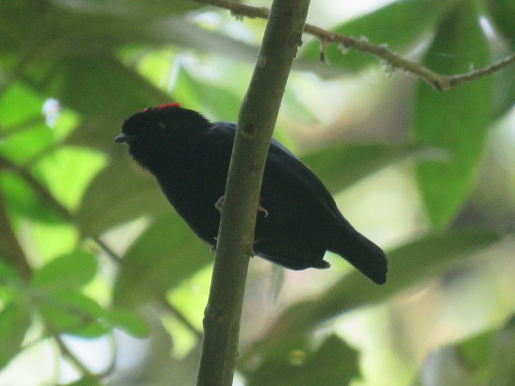 Yungas Manakin (Chiroxiphia boliviana), photo 6