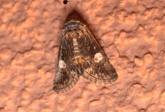 Copanarta aurea