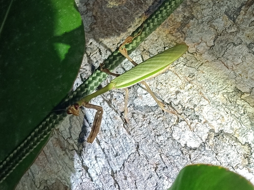 Vates lobata