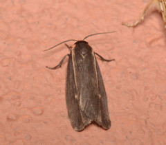 Hypoprepia inculta