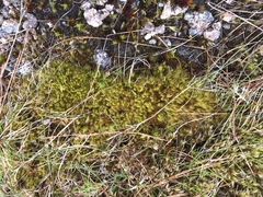 Campylopus subulatus