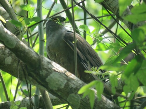 Bicolored Hawk (Astur bicolor), photo 4