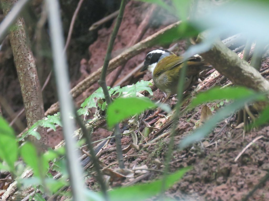 White-browed Brushfinch (Arremon torquatus), photo 7
