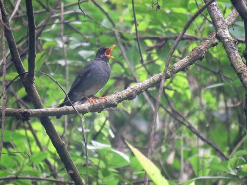 Andean Slaty Thrush (Turdus nigriceps), photo 9