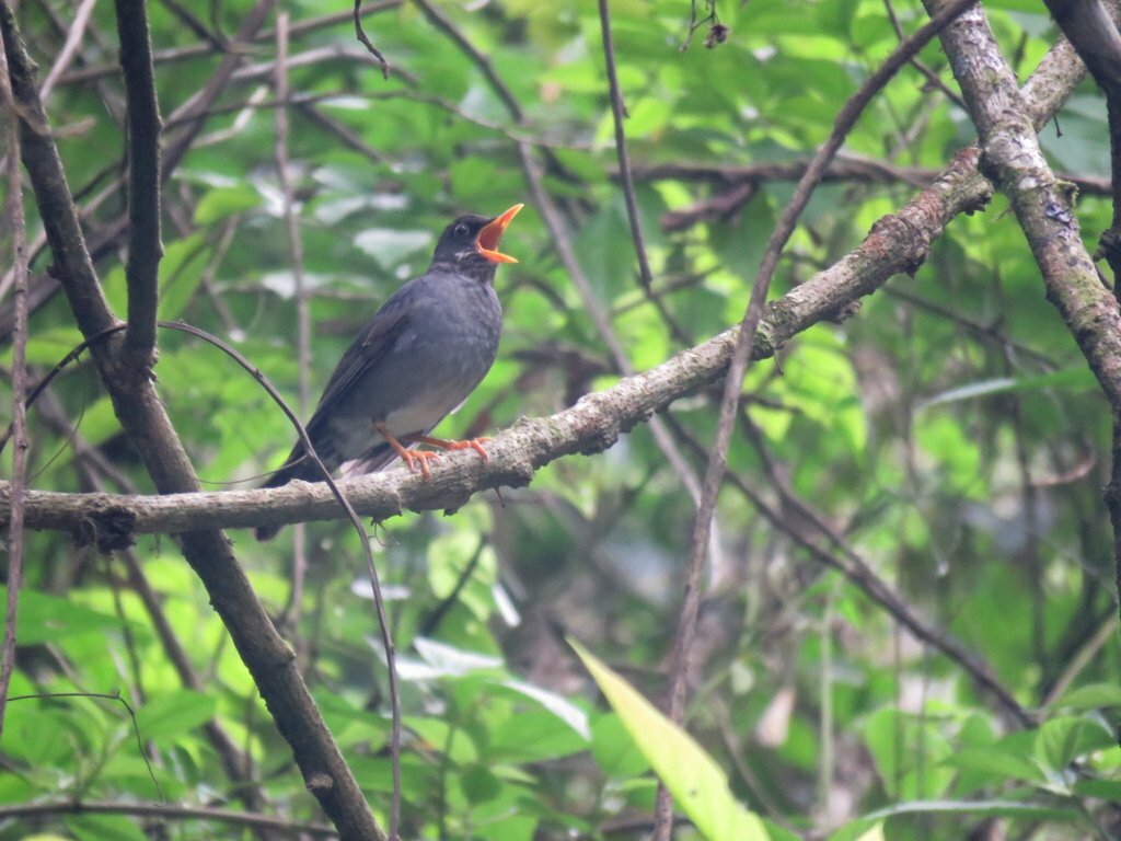 Andean Slaty Thrush (Turdus nigriceps), photo 9