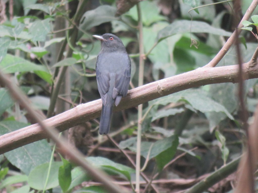 Plumbeous Tyrant (Knipolegus cabanisi), photo 9