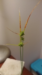 Cyperus lupulinus