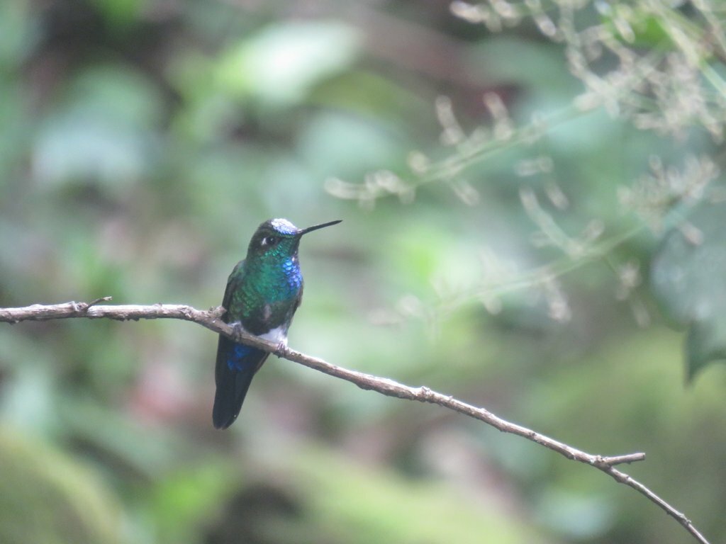 Blue-capped Puffleg (Eriocnemis glaucopoides), photo 8