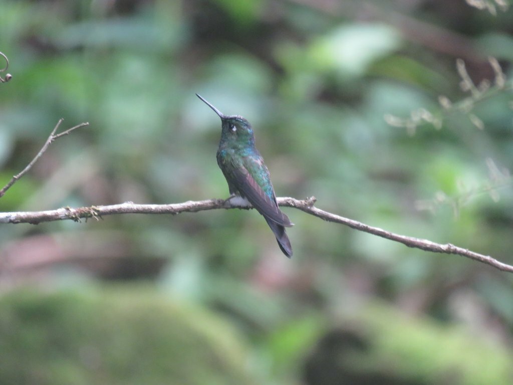 Blue-capped Puffleg (Eriocnemis glaucopoides), photo 9