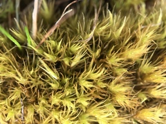 Campylopus subulatus