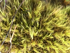 Campylopus subulatus