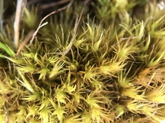 Campylopus subulatus