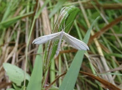 Hellinsia homodactylus