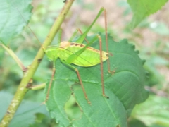 Leptophyes laticauda