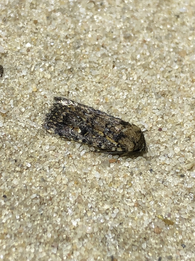 Thoracolopha desertorum