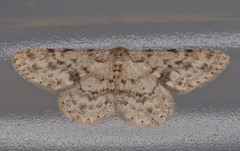 Stenoporpia dionaria