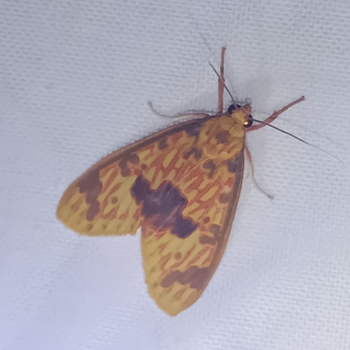 Eriostepta roseireta