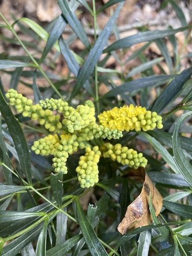 Berberis eurybracteata (Berberis eurybracteata)