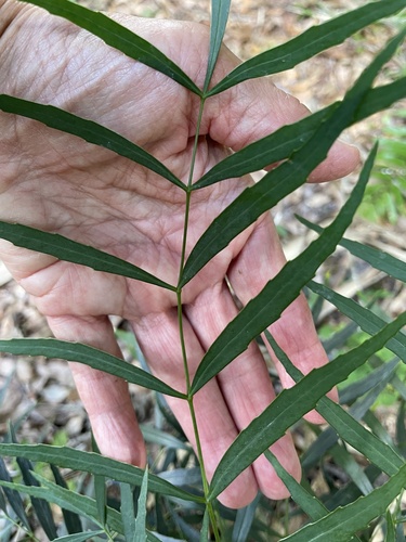 Image of Berberis eurybracteata by no rights reserved