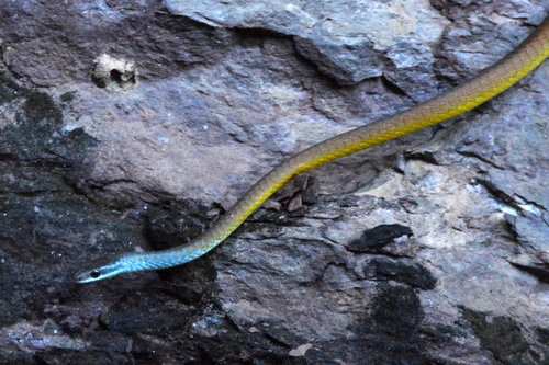 Common Tree Snake sighting