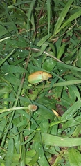Chrysina costata