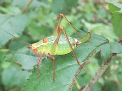 Barbitistes vicetinus