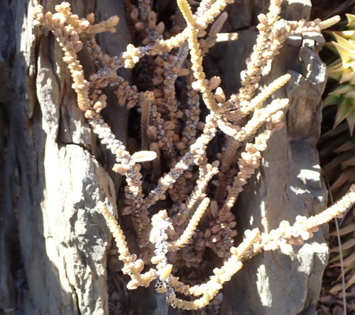 Crassula muscosa