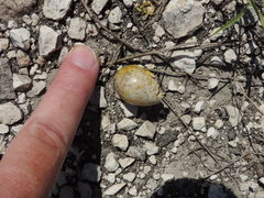 Charadrius vociferus