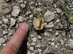 Charadrius vociferus