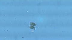 Desmidiaceae