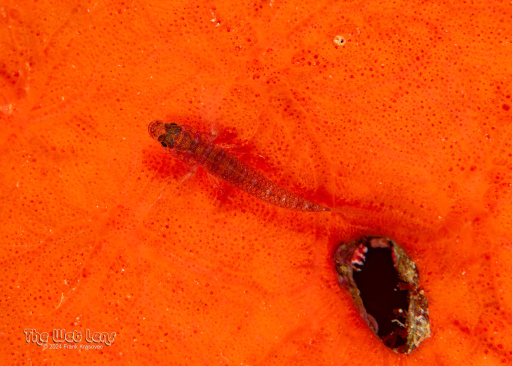 Bluegold goby (Lythrypnus spilus) — Gobiidae