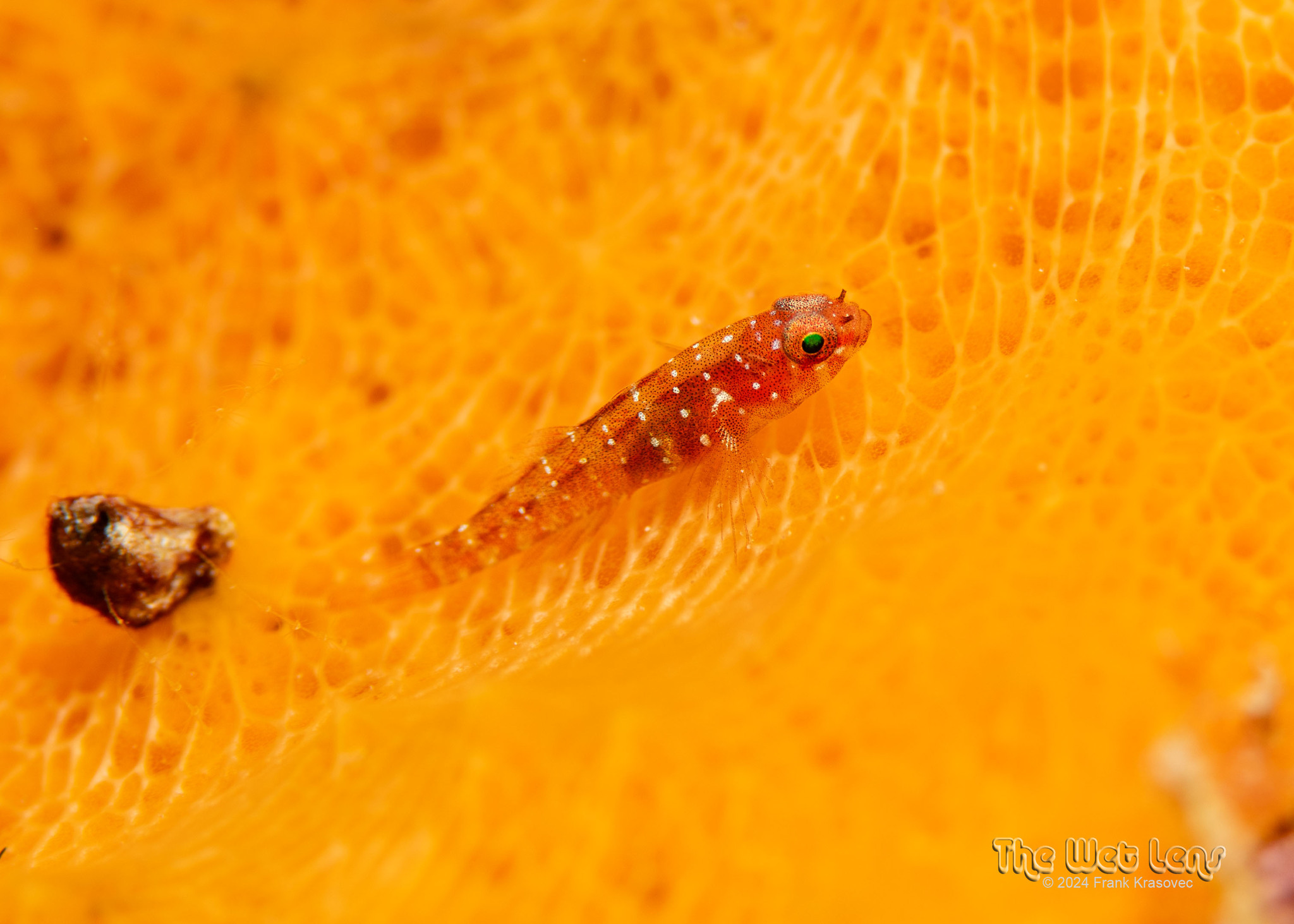 Pygmy Goby photo 4