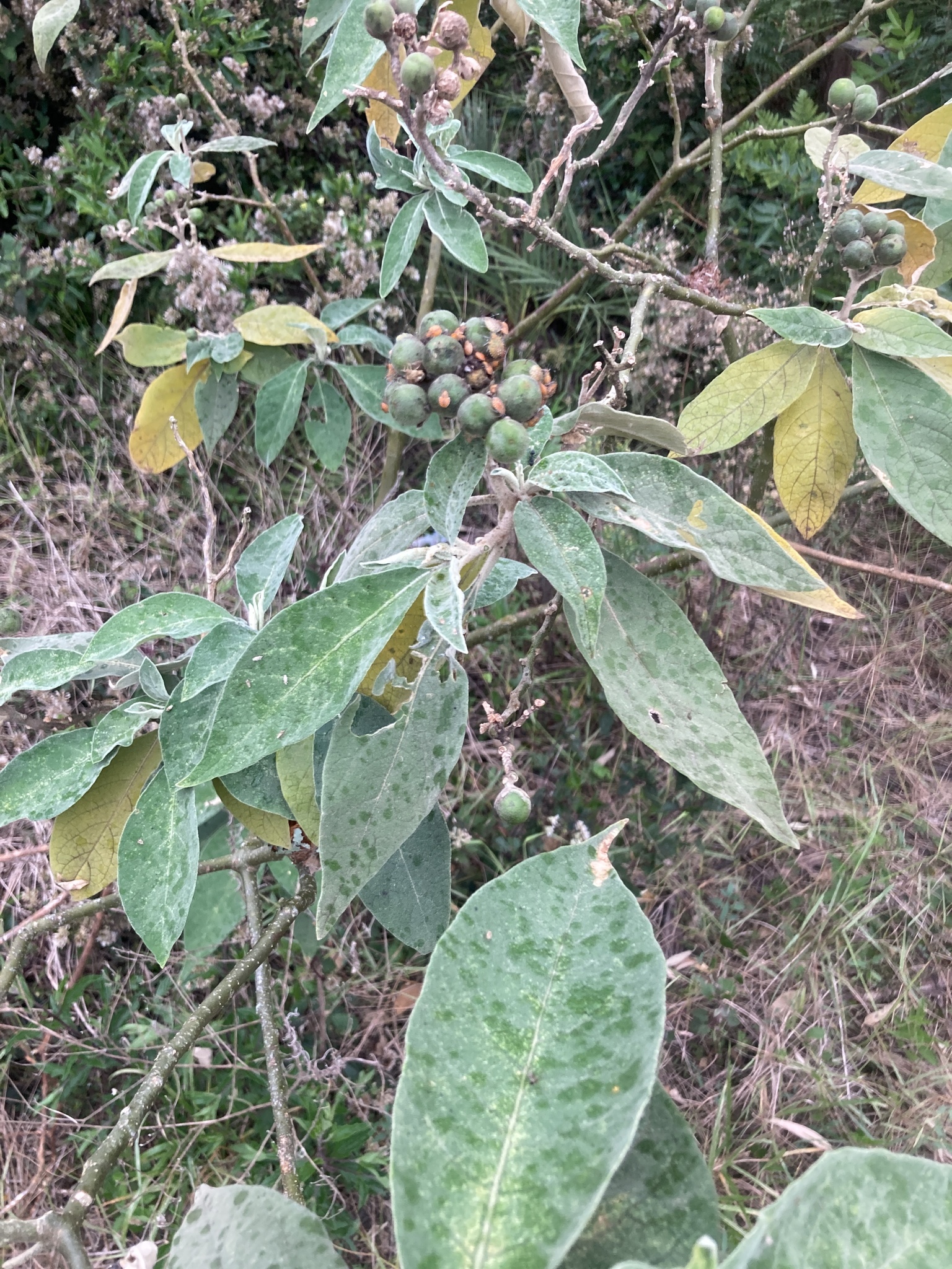 Solanum mauritianum