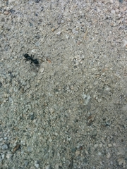 Camponotus laevissimus