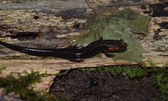 Desmognathus imitator