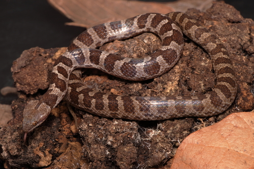 Tanzer’s Night Snake