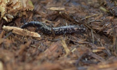 Plethodon welleri