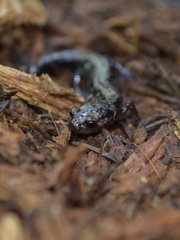 Plethodon welleri