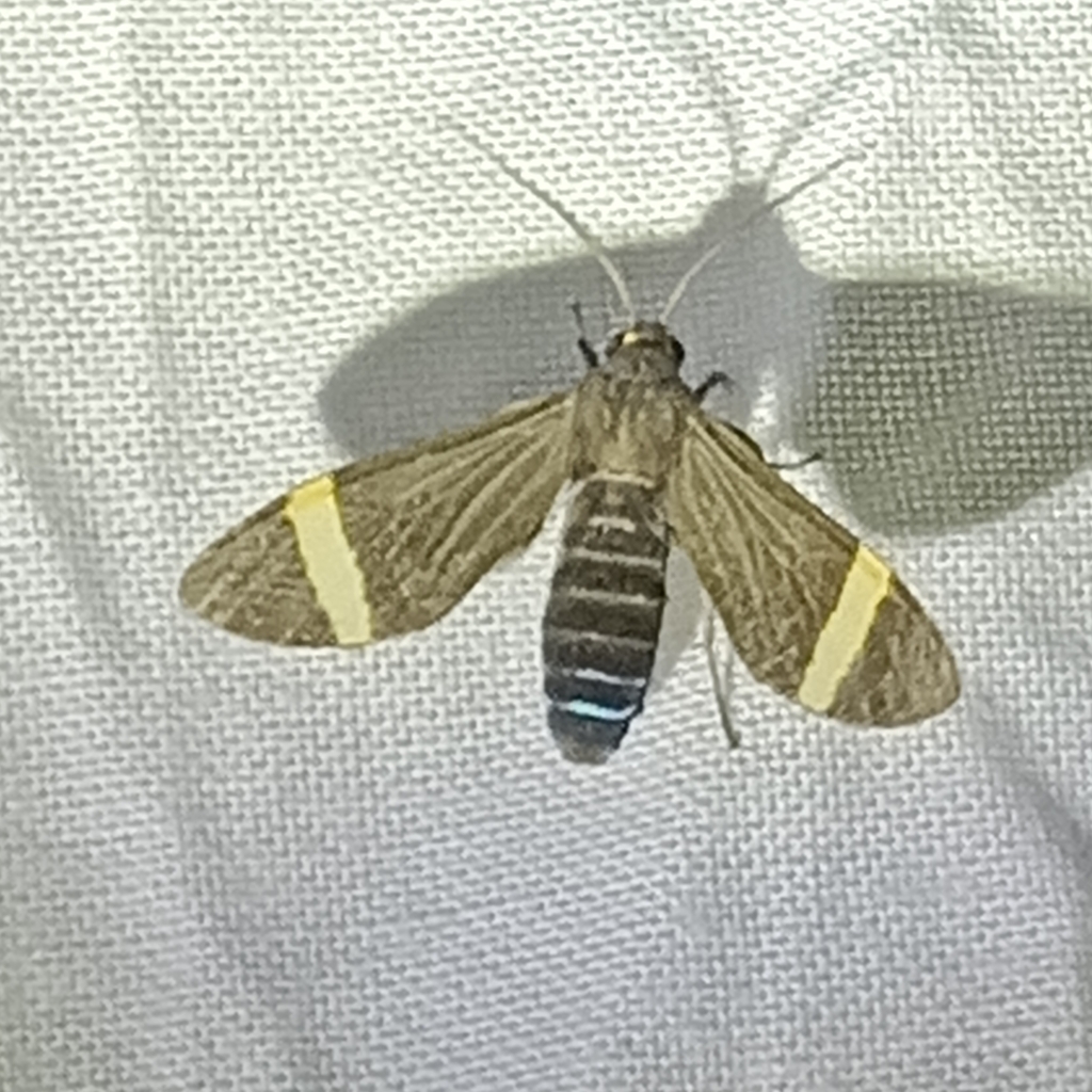 Aclytia halys