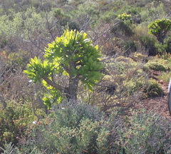 Tylecodon paniculatus