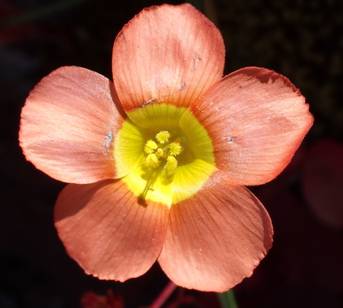 Copper Sorrel (Oxalis inaequalis)